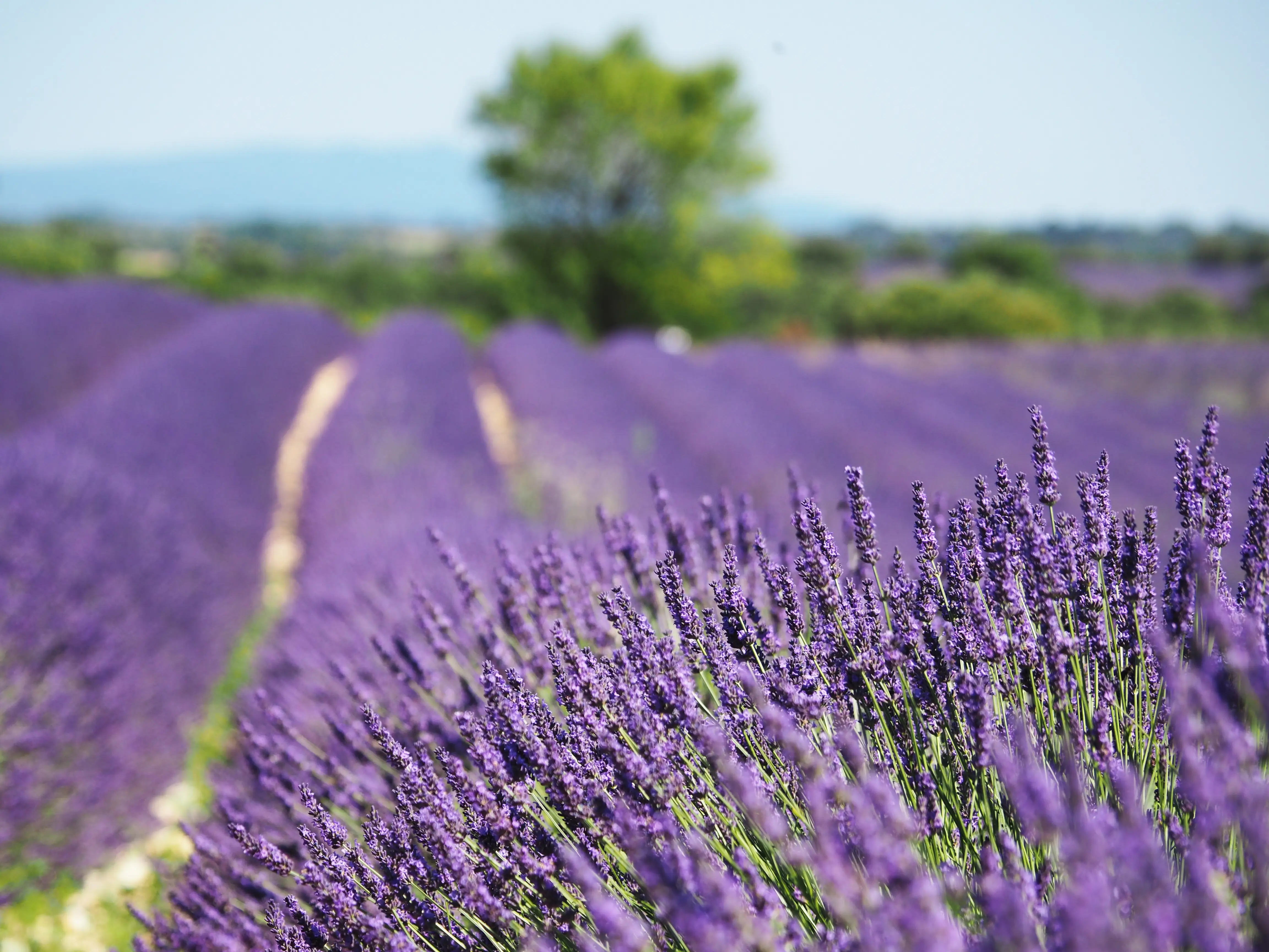 Lavender field